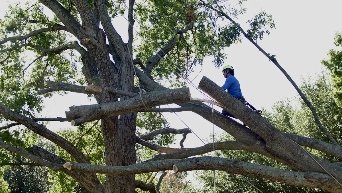Professional Crown Thinning performed by certified arborists in Ailey